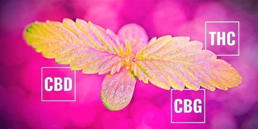 In Hoeverre De Snelheid Van Fotosynthese Cannabinoïden Beïnvloedt