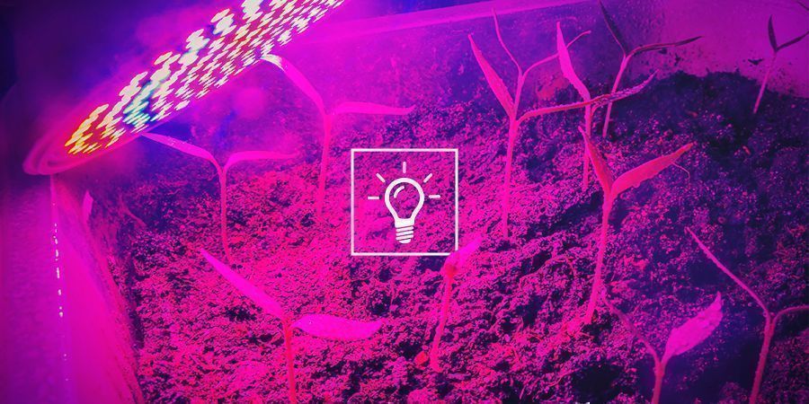 Cannabis En Lichtkwaliteit: Wattage, Lumen, PAR & PPFD