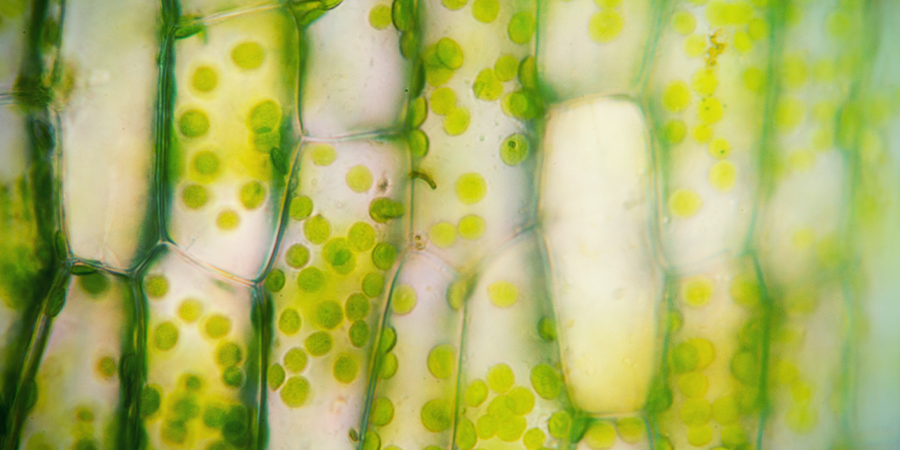 Chloroplasten CHLOROPLASTEN