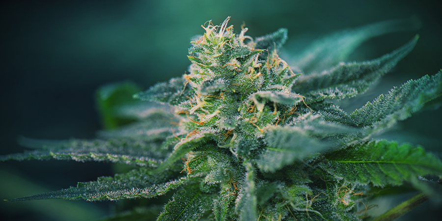 Cannabis Bloeifase Cannabis Bloeifase