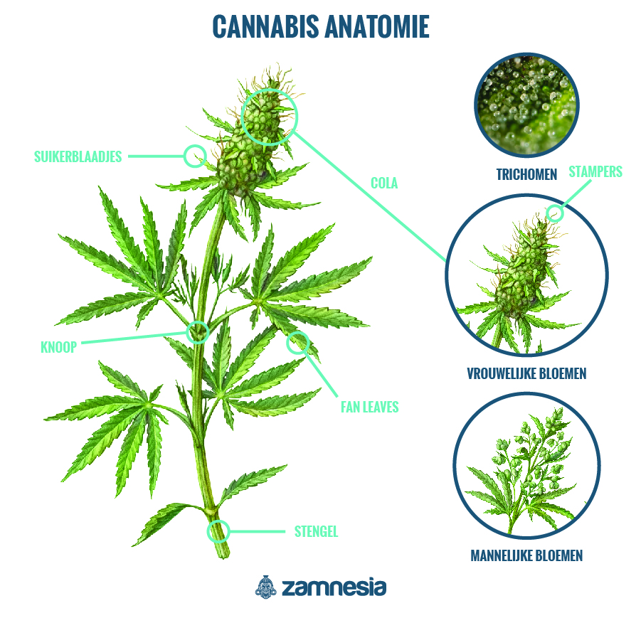 Cannabis-Anatomie Cannabis-Anatomie