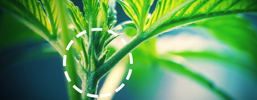 MANNELIJK EN VROUWELIJK cannabis