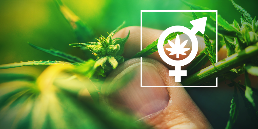 Het Geslacht Van Je Cannabisplanten Bepalen Het Geslacht Van Je Cannabisplanten Bepalen