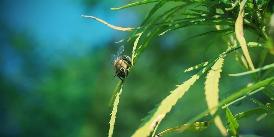 Bestuiving Van Cannabisplanten