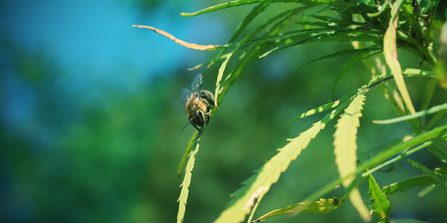 Bestuiving Van Cannabisplanten Bestuiving Van Cannabisplanten