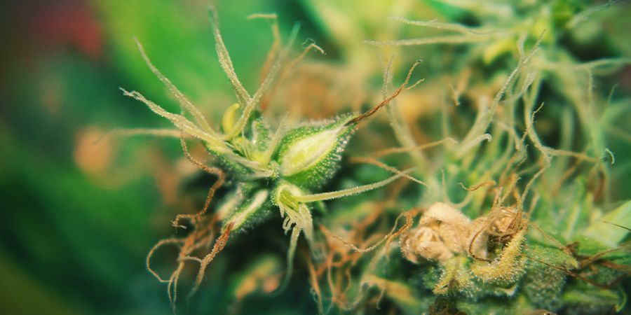 Hermafrodiete Cannabisplanten