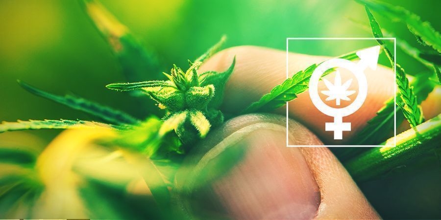 Het Geslacht Van Je Cannabisplanten Bepalen