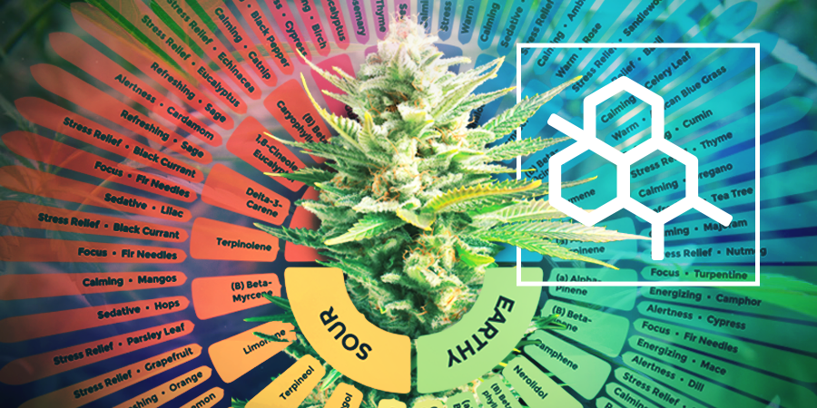 Het Verschil Tussen Terpenen En Terpenoïden Het Verschil Tussen Terpenen En Terpenoïden
