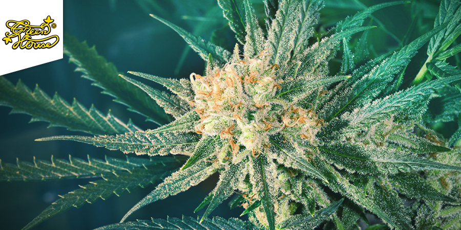 Super Lemon Haze (Greenhouse Seeds) Super Lemon Haze (Greenhouse Seeds)