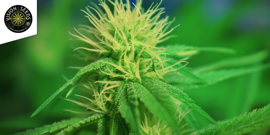 Jack Herer (Vision Seeds) Jack Herer (Vision Seeds)