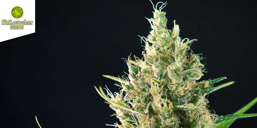 Easy Haze (Philosopher Seeds) Easy Haze (Philosopher Seeds)