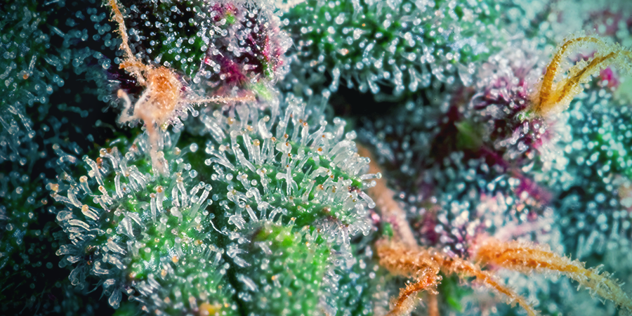 Hoe Terpenenproductie Te Stimuleren