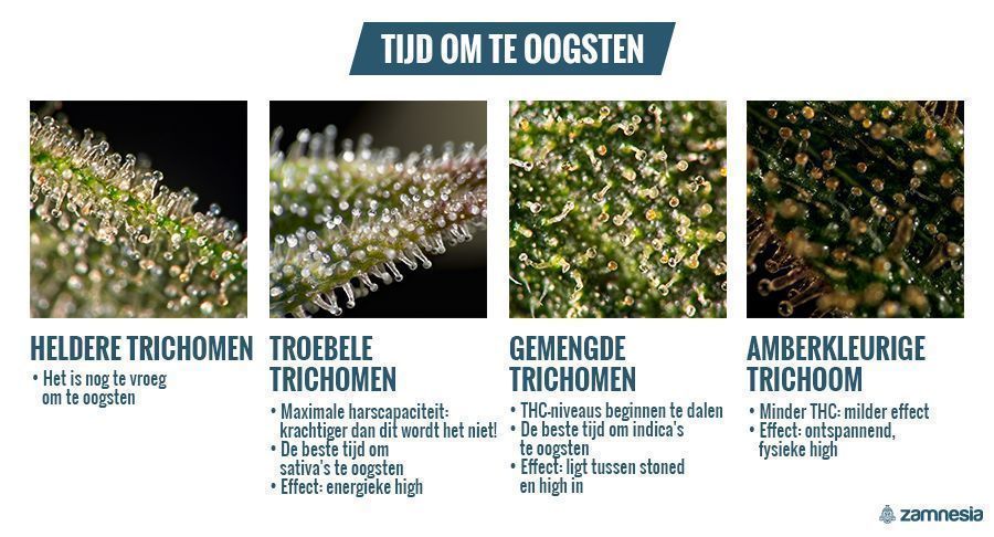 De Oogsttijd Bepalen m.b.v. Trichomen