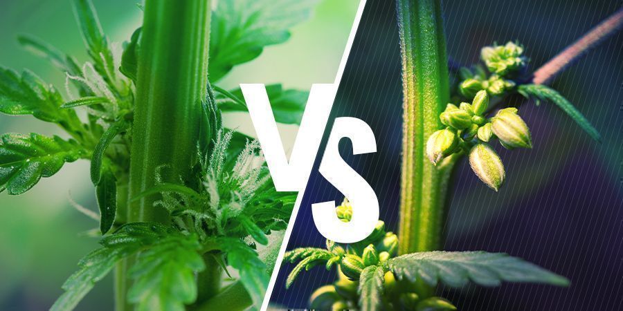 Cannabis-Plantengeslachten: mannelijke versus vrouwelijke planten