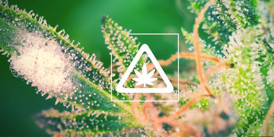 Veelvoorkomende Problemen In De Cannabis Tuin