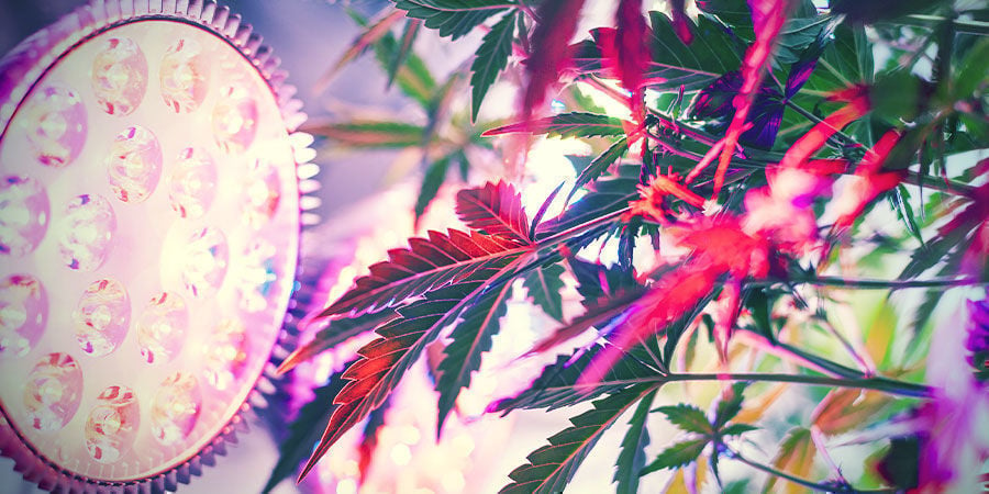 Wat beïnvloedt de opbrengst van een autoflower: Positionering van de lampen