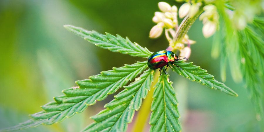 Wat beïnvloedt de opbrengst van een autoflower: Plagen en ziekten