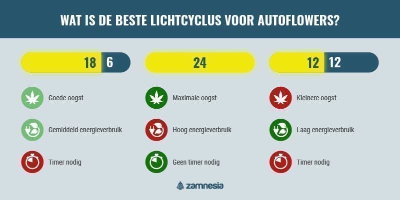 Wat Is De Beste Lichtcyclus Voor Autoflowers? infographic