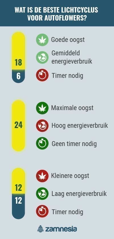 Wat Is De Beste Lichtcyclus Voor Autoflowers? infographic