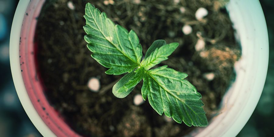 Hoe Bepaal Je De Correcte Potmaat Voor Je Cannabisplant?