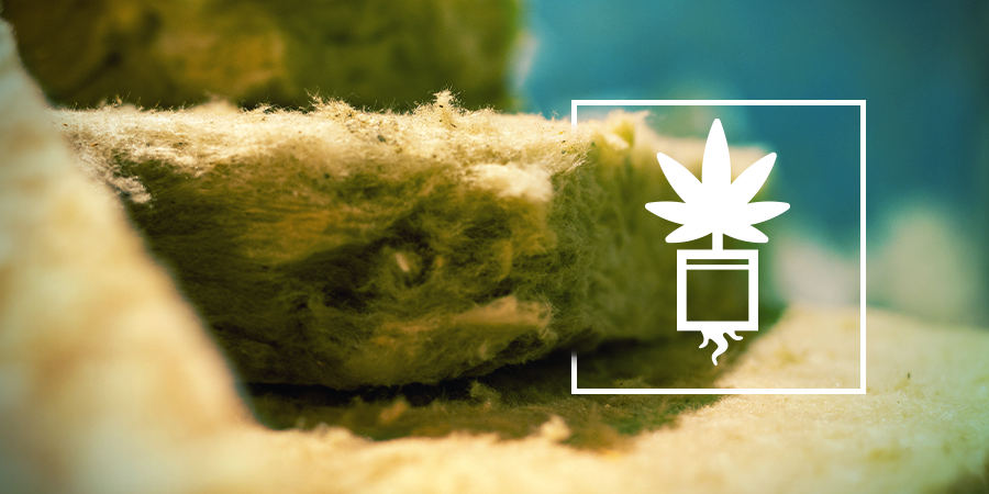 Cannabis Op Rockwool Kweken Cannabis Op Rockwool Kweken