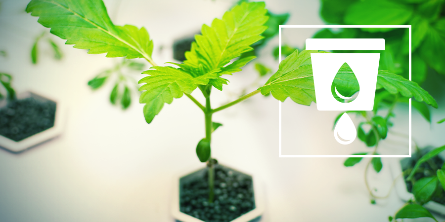 Cannabis Kweken In Hydrocultuur Cannabis Kweken In Hydrocultuur