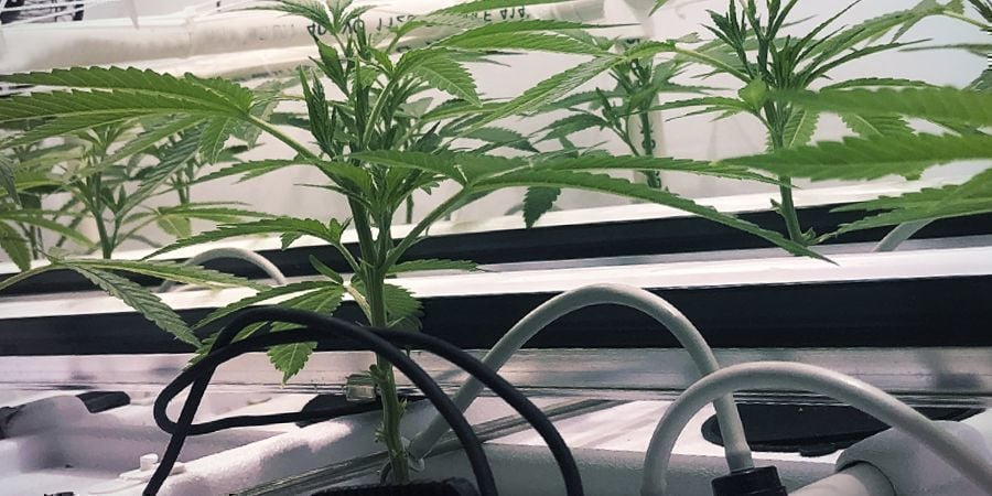 Hydrocultuur Setups: Nutrient Film-Techniek (NFT)