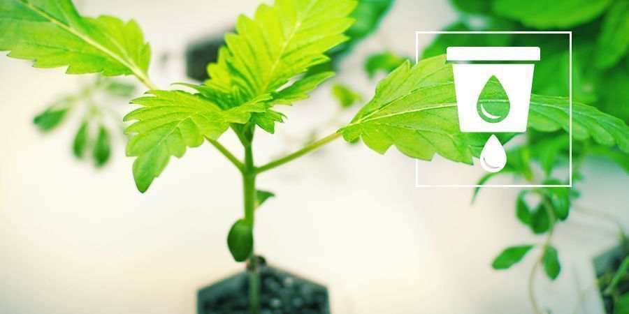 Cannabis Kweken In Hydrocultuur