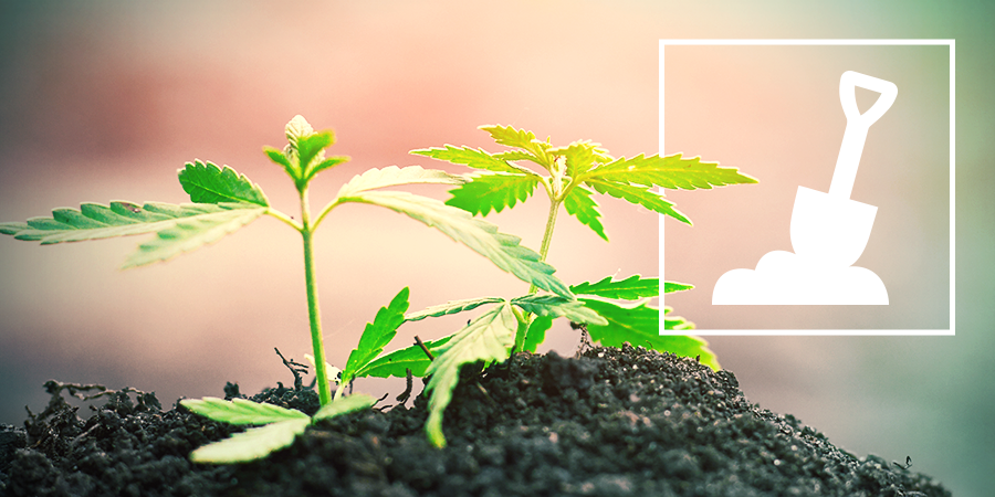 Het Kweken Van Cannabis In Aarde Het Kweken Van Cannabis In Aarde