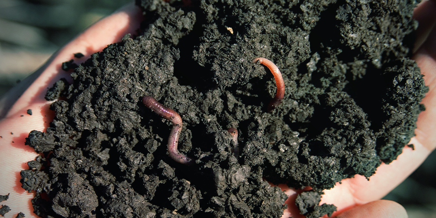 Wat Is Biologische Super Soil? Wat Is Biologische Super Soil?