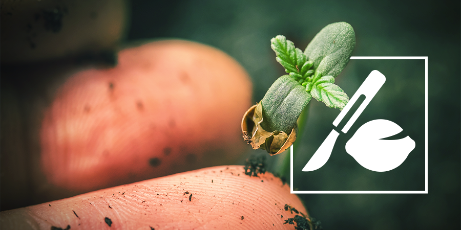 Het Ontkiemen Van Oude Cannabis Zaden Het Ontkiemen Van Oude Cannabis Zaden