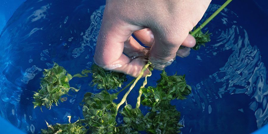 Cannabis Bud Washing: Stap Voor Stap