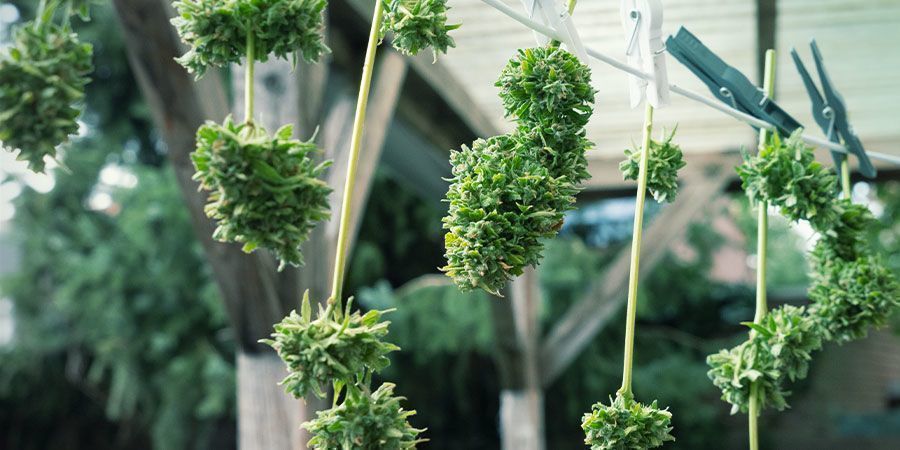 Besteed Extra Aandacht Aan Het Droogproces Van Cannabis