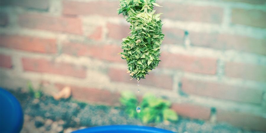 Wat Is Cannabis Bud Washing?