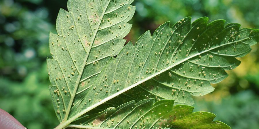 Waarom zou je cannabis toppen wassen?