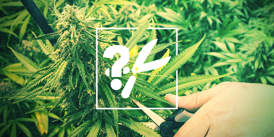 Wanneer En Hoe Je Cannabis Moet Oogsten Wanneer En Hoe Je Cannabis Moet Oogsten