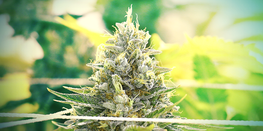 INDOOR CANNABIS