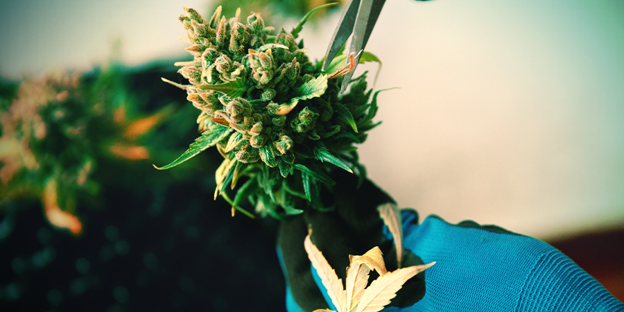 Manicuren Van Cannabis Manicuren Van Cannabis