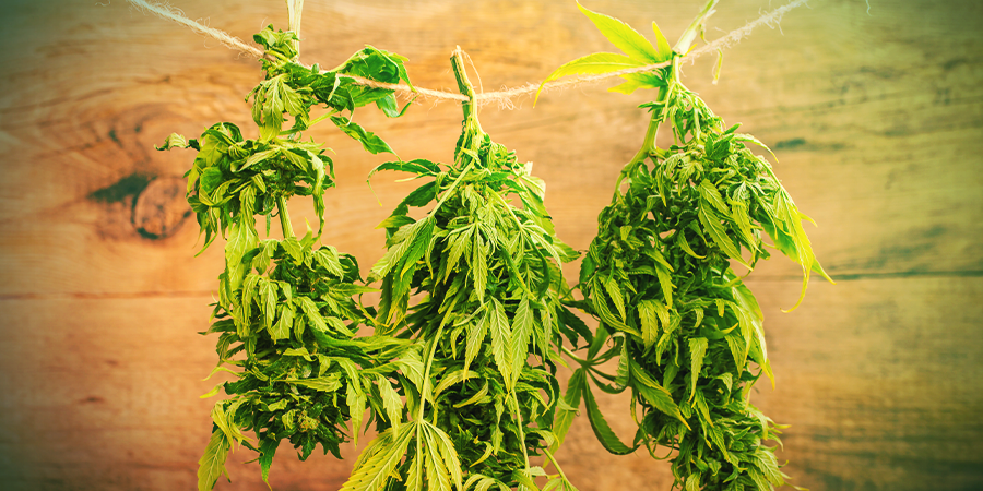 Drogen Van Cannabis Drogen Van Cannabis