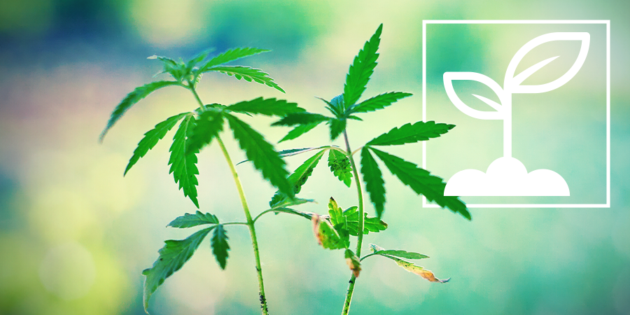 Wat Zijn Cannabis Zaailingen? Wat Zijn Cannabis Zaailingen?