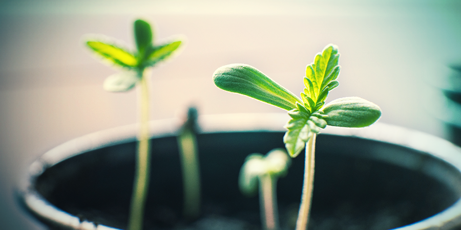 DE CORRECTE POT VOOR EEN CANNABIS ZAAILING