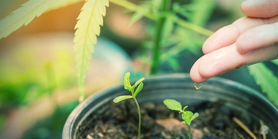 4 Watering Your Seedlings