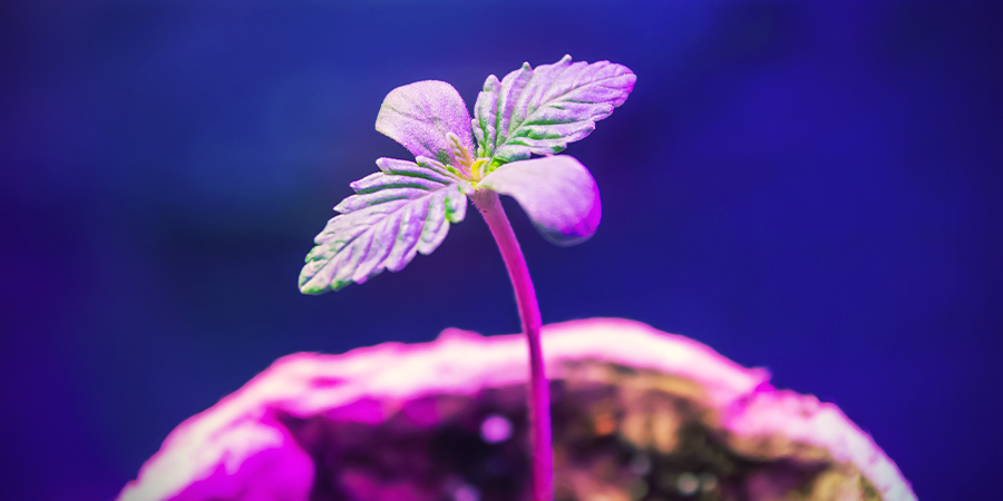 CANNABIS ZAAILINGEN EN VERLICHTING