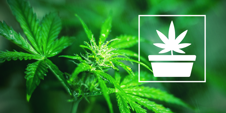 De Vegetatieve Fase, Ofwel Groeifase, Van Cannabis De Vegetatieve Fase, Ofwel Groeifase, Van Cannabis