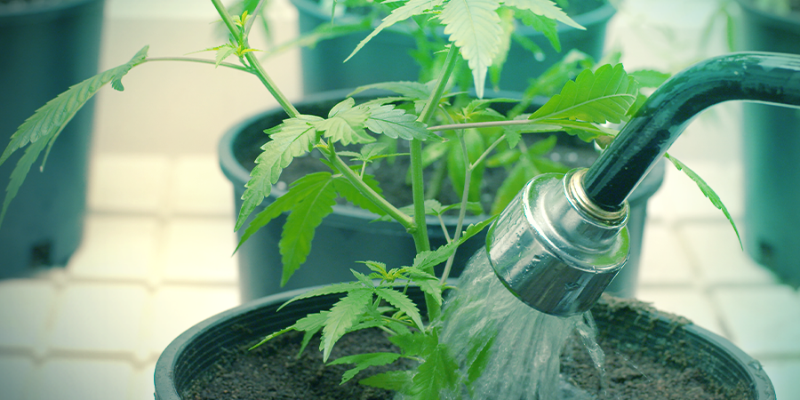 Wanneer Geef Je Cannabis Water? WANNEER GEEF JE CANNABIS WATER?