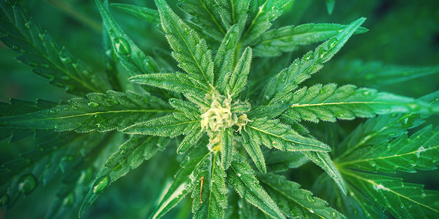 Hoe Vaak Hebben Planten Tijdens De Groeiperiode Water Nodig? HOE VAAK HEBBEN PLANTEN TIJDENS DE GROEIPERIODE WATER NODIG?