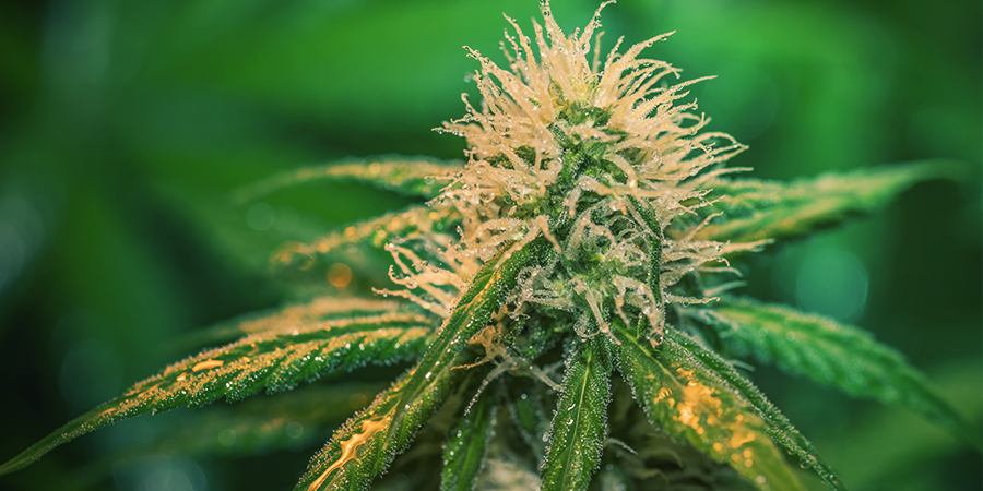 Hoe Je Cannabis Tijdens De Bloeiperiode Water Geeft HOE JE CANNABIS TIJDENS DE BLOEIPERIODE WATER GEEFT