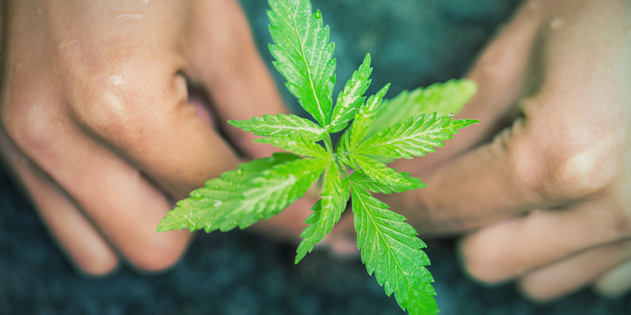 Hoe Je Cannabis Klonen Water Geeft HOE JE CANNABIS KLONEN WATER GEEFT