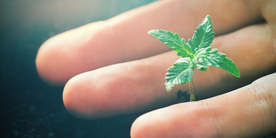 Positieve Effecten Van CO₂ Op Cannabisplanten