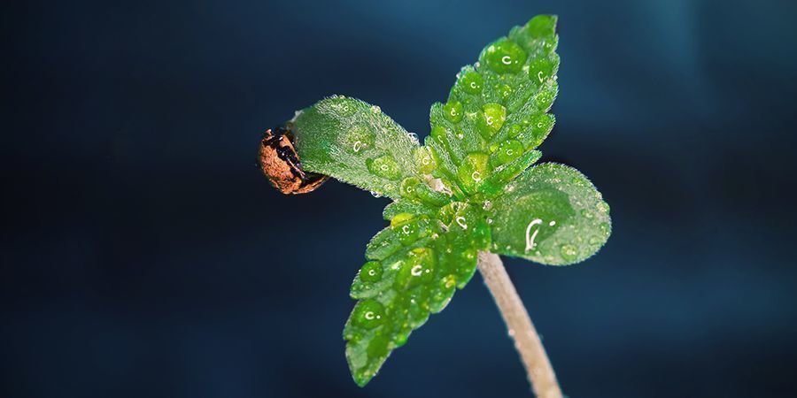 Wanneer Gebruik Je CO₂ Voor Cannabisplanten